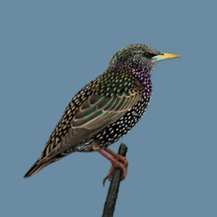 Ile zapłacisz za bilet na koncert Szpaka? Sprawdź ceny i dostępne opcje!