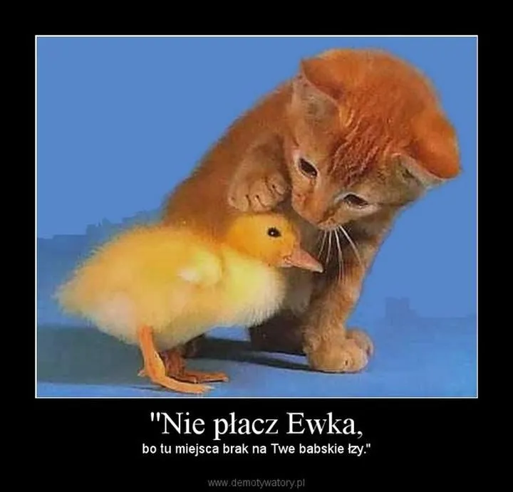 Akordy do Nie płacz Ewka